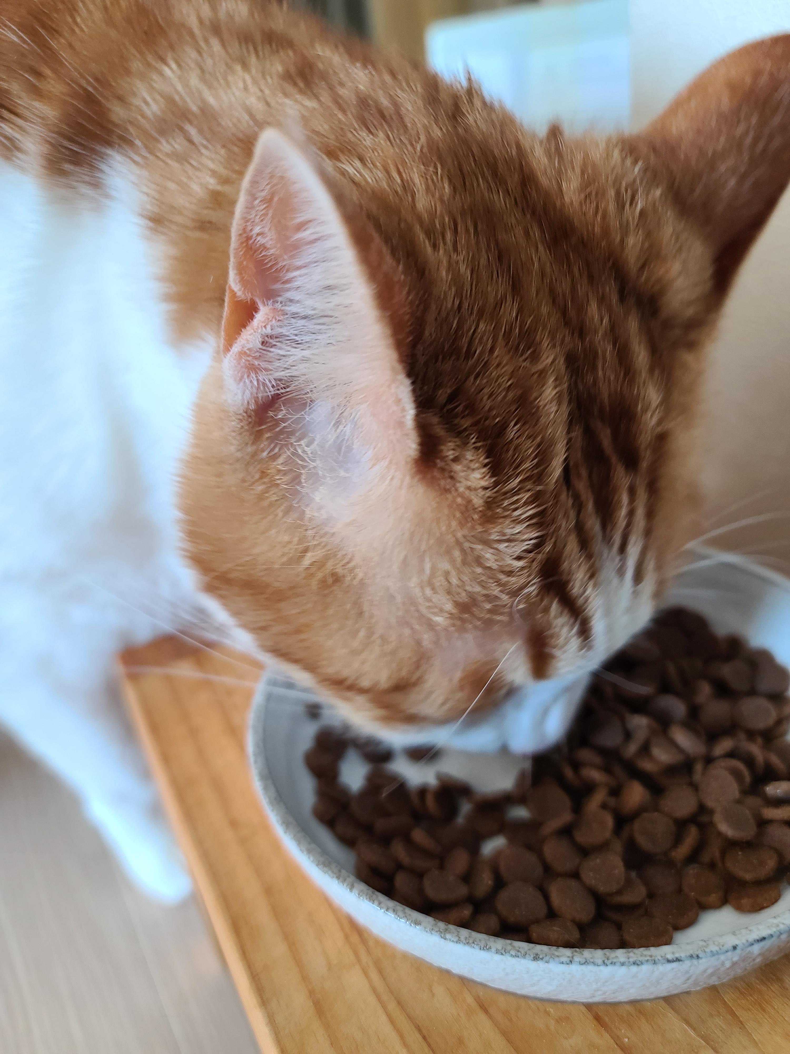 아카나 그래스랜드 캣. 고양이들에게 새로운 사료를 테스트해봤다.