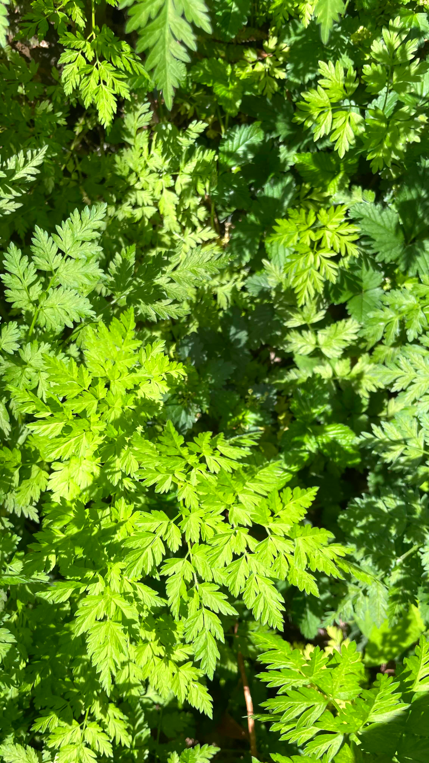 중문 미라지 내려가는 길6