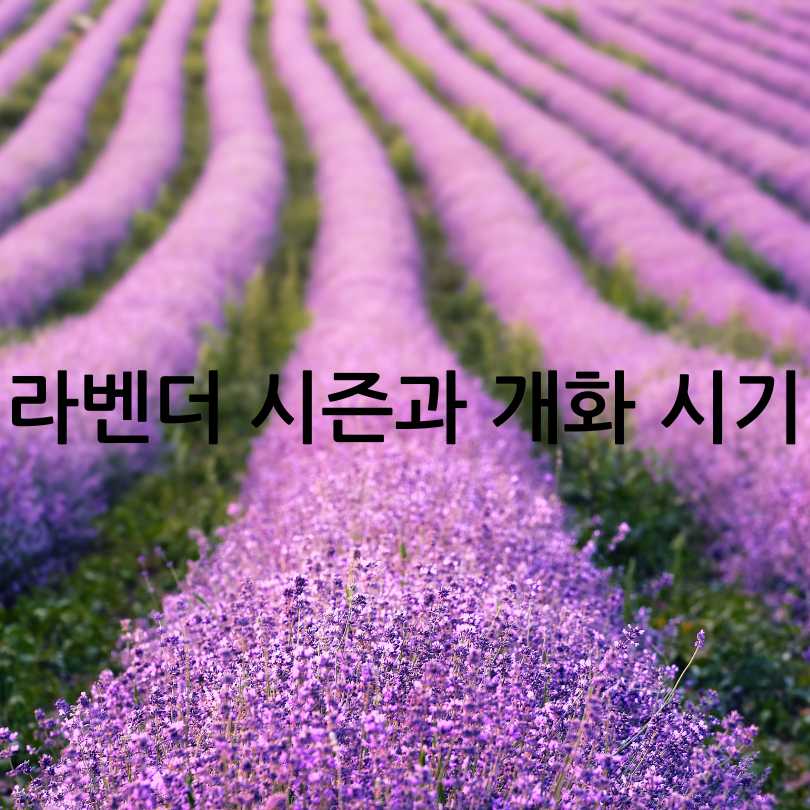 고창 청농원 라벤더 축제 2025