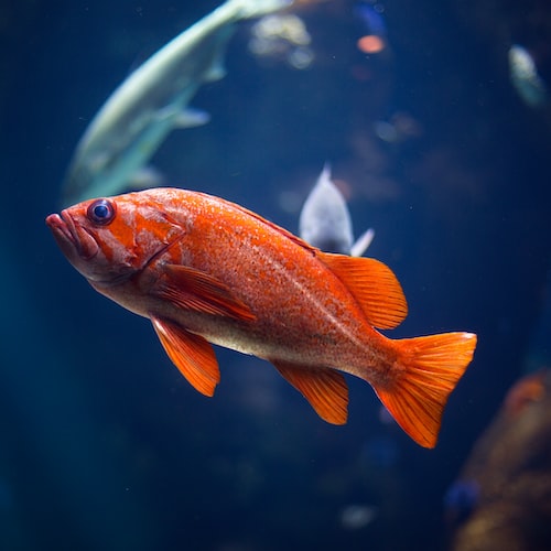 Dos and Don'ts of Fish Care: The Essential Guide to Keeping Your Fish Healthy
