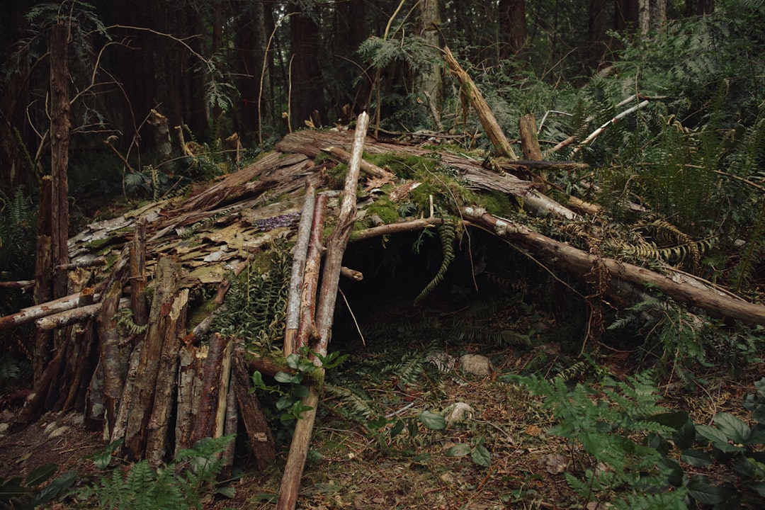 Shelter