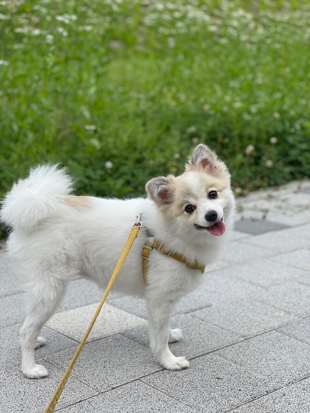 강아지 산책 사진