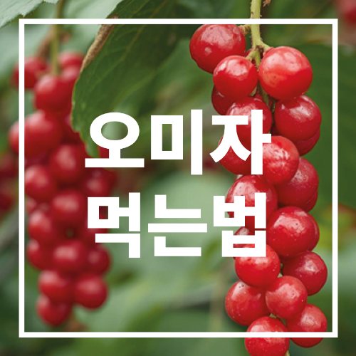 오미자 먹는 법