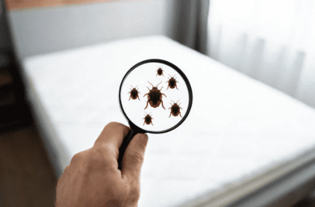 빈대 물린자국 빈대 퇴치법 퇴치제 살충제