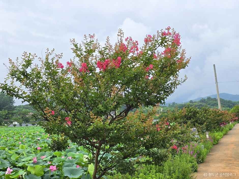 청도 가볼만한곳 베스트10