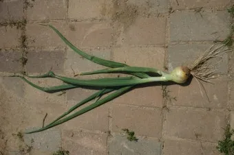 쪽마늘 재배 파종 깊이 흑비닐 피복 월동 준비_9