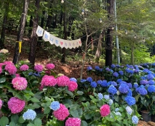 전남 강진 보은산 V랜드 수국길