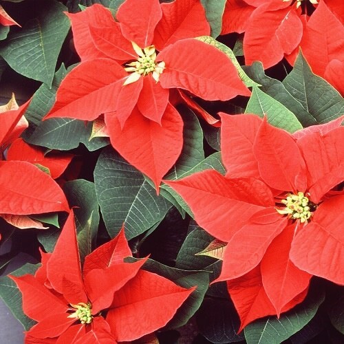 포인세티아 키우는법