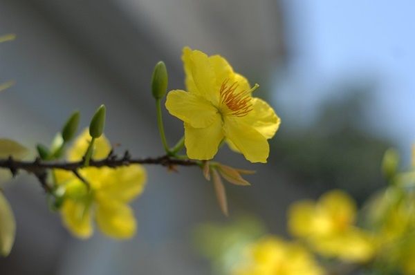 아기 있는 집에 꽃 선물 괜찮을까? 안전한 꽃 선택과 주의사항