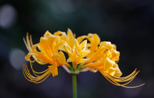 가을에 심고 봄에 피는 아름다운 꽃 - 붉노랑상사화