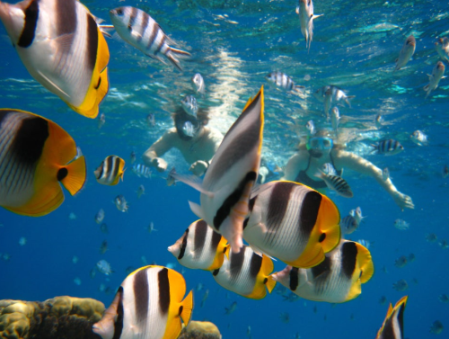 보라보라 신혼여행