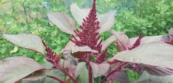 아마란스 재배 직파 요령 잎과 곡립 겸용 수확_10