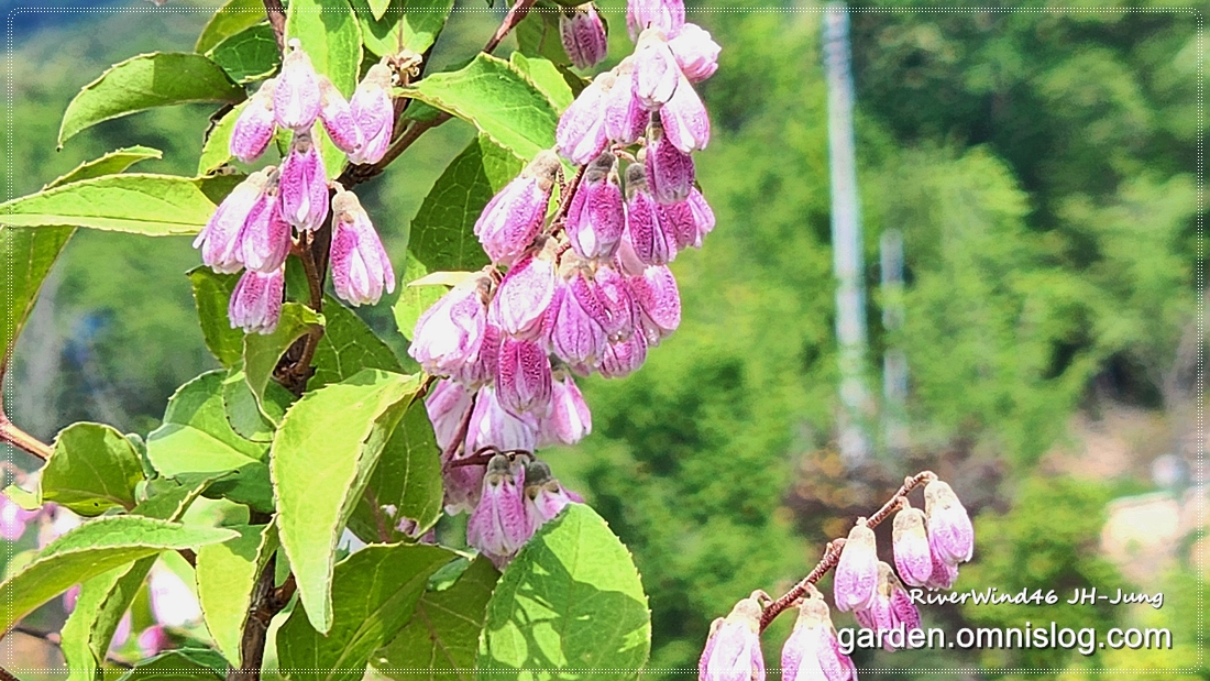 분홍말발도리_Pink-Deutzia