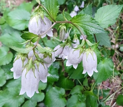 가을에 피는 꽃 금강초롱꽃