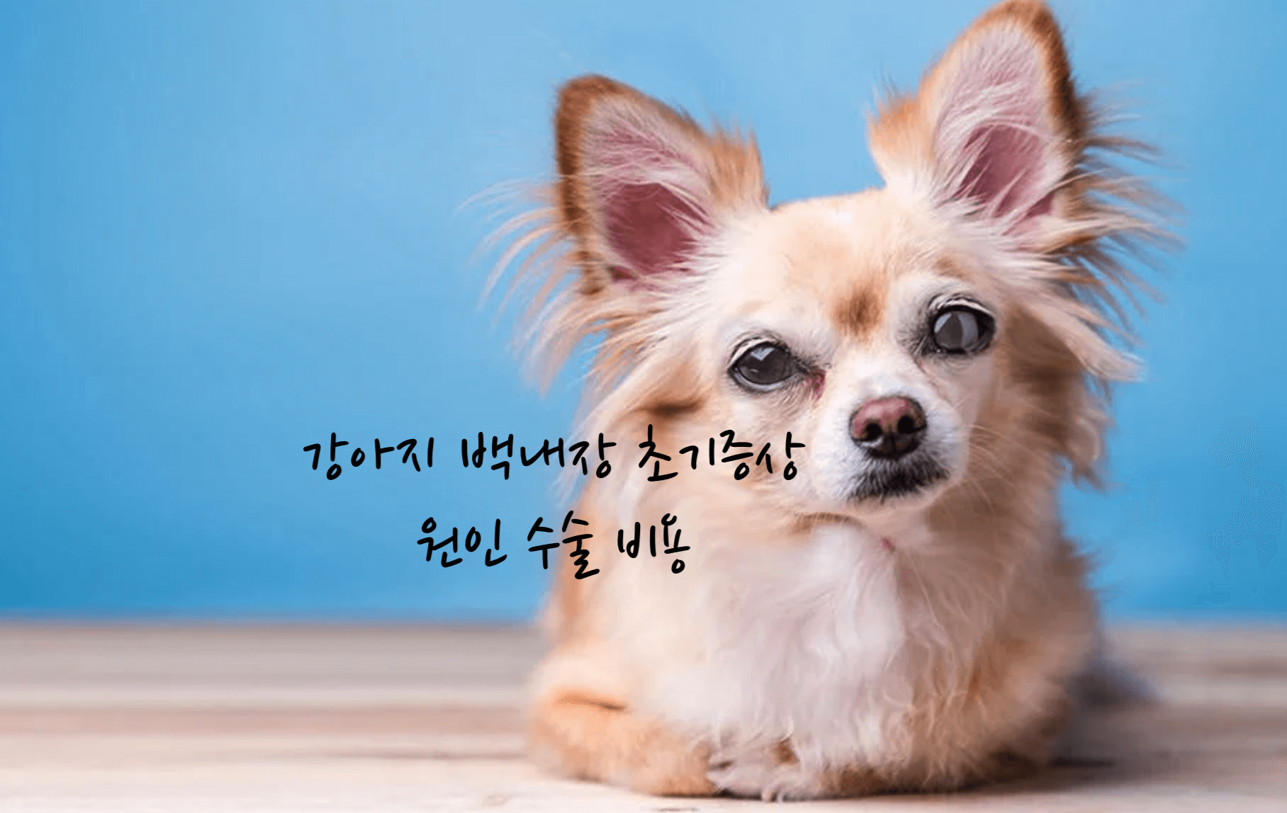 강아지 백내장 초기증상