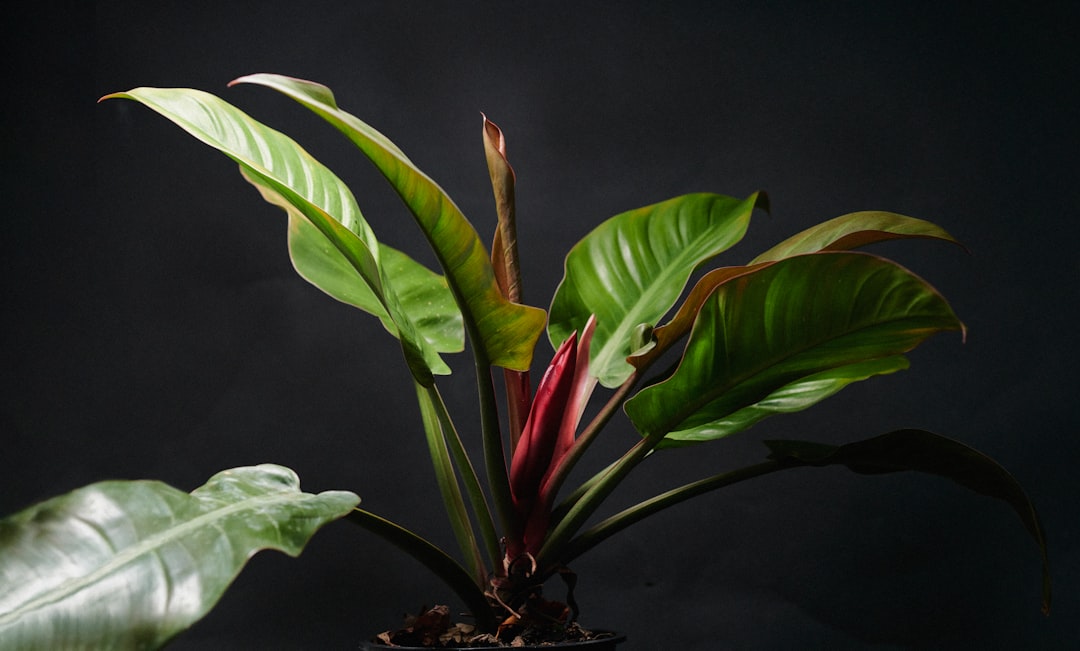 Philodendron