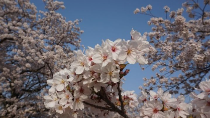 시코쿠 지역 벚꽃