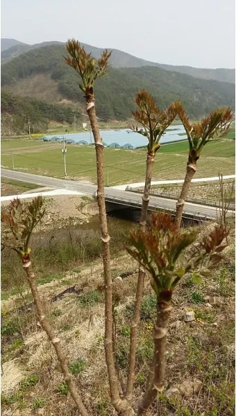 두릅 재배 순 수확 시기 가지치기 겨울 보온_3