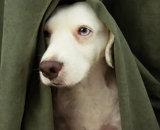 강아지 분리불안 예방&amp;#44; 혼자 놀기 훈련법은?