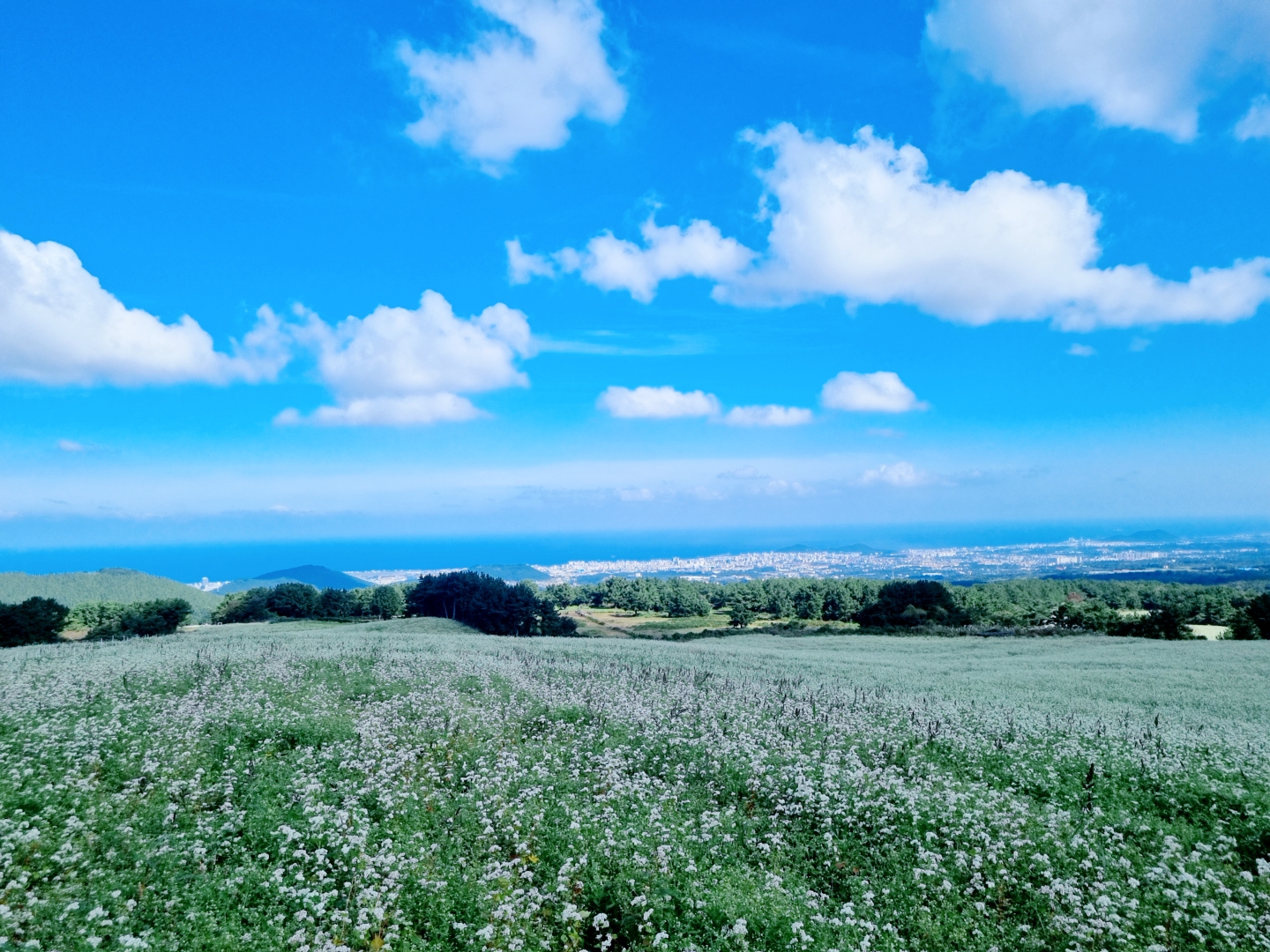 오라동 메밀꽃밭