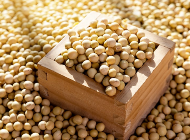 메주콩의 효능 5가지 및 칼로리, 보관방법