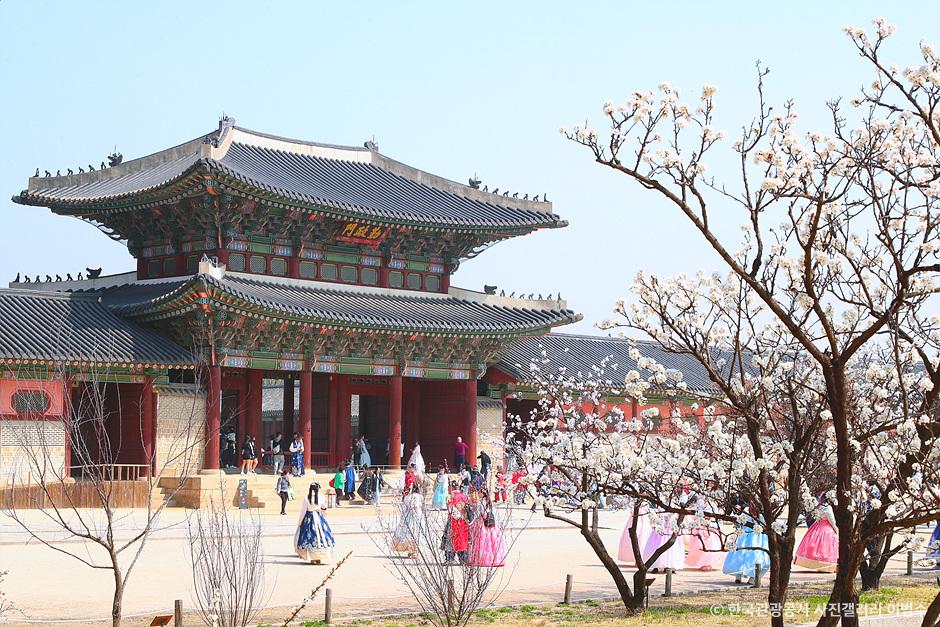 벚꽃 개화시기와 벚꽃명소 경복궁