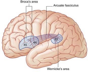베르니케 브로카 영역