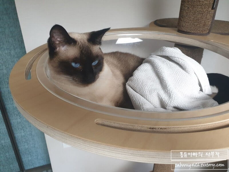 해먹에서 쉬는 고양이