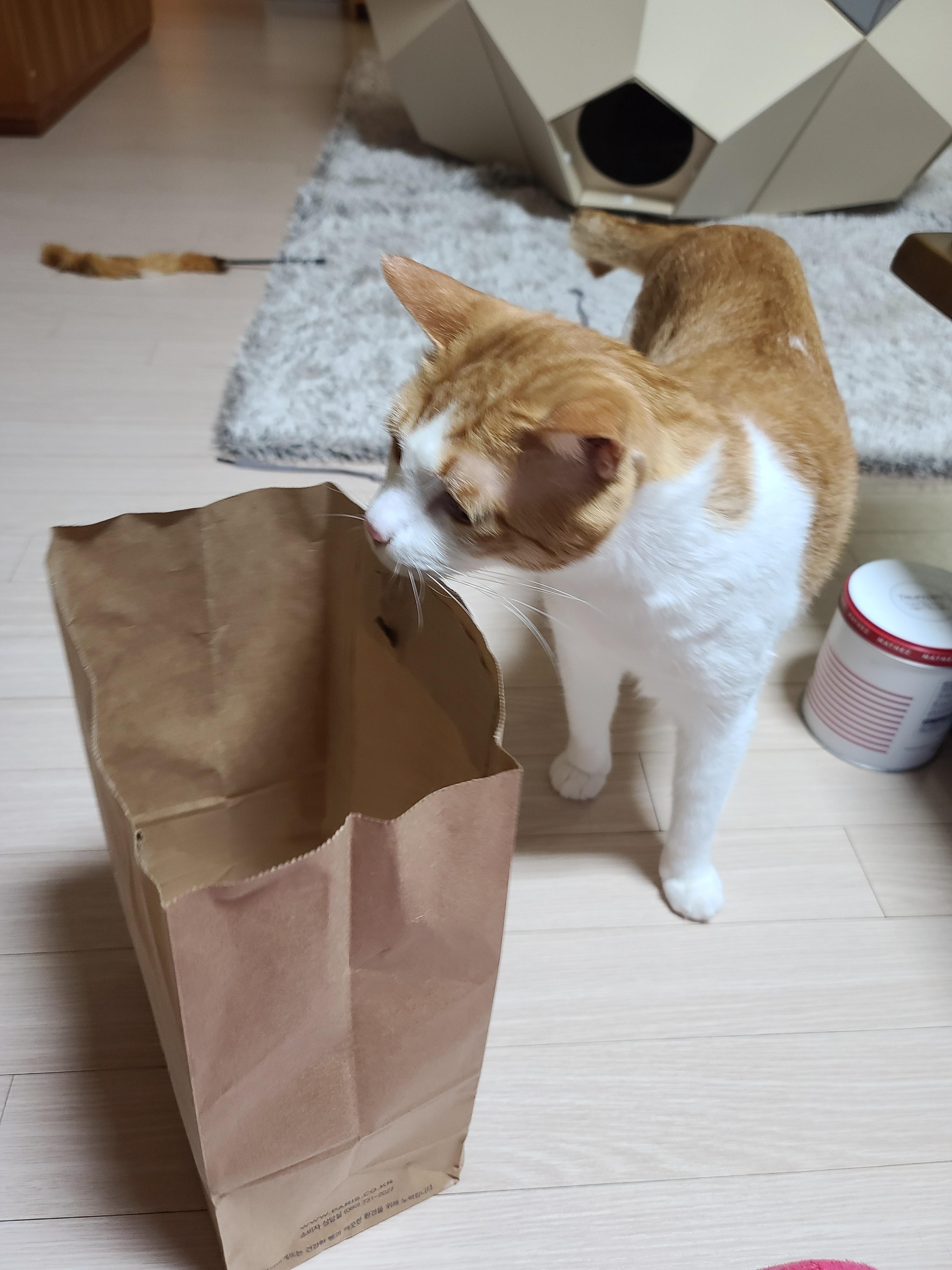 고양이들에게 최고의 장난감은