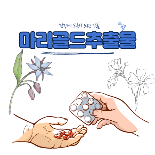 마리골드추출물
