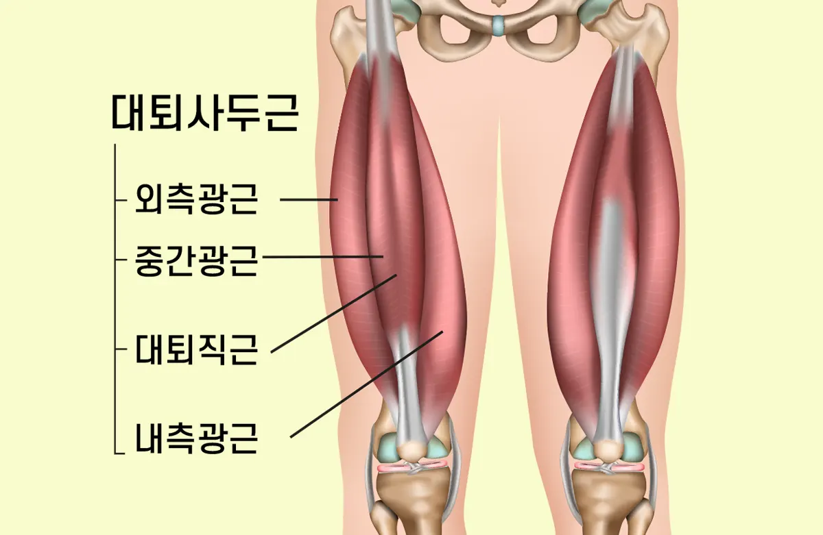 대퇴사두근-근육-4곳-외측광근-중간광근-대퇴직근-내측광근