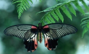 보라카이 여행 추천 보라카이 버터플라이 가든