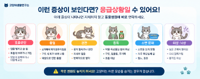 개냥이 호흡곤란·중독·출혈·경련 등 응급상황 대처법 바로 병원에 가야 하는 증상 총정리