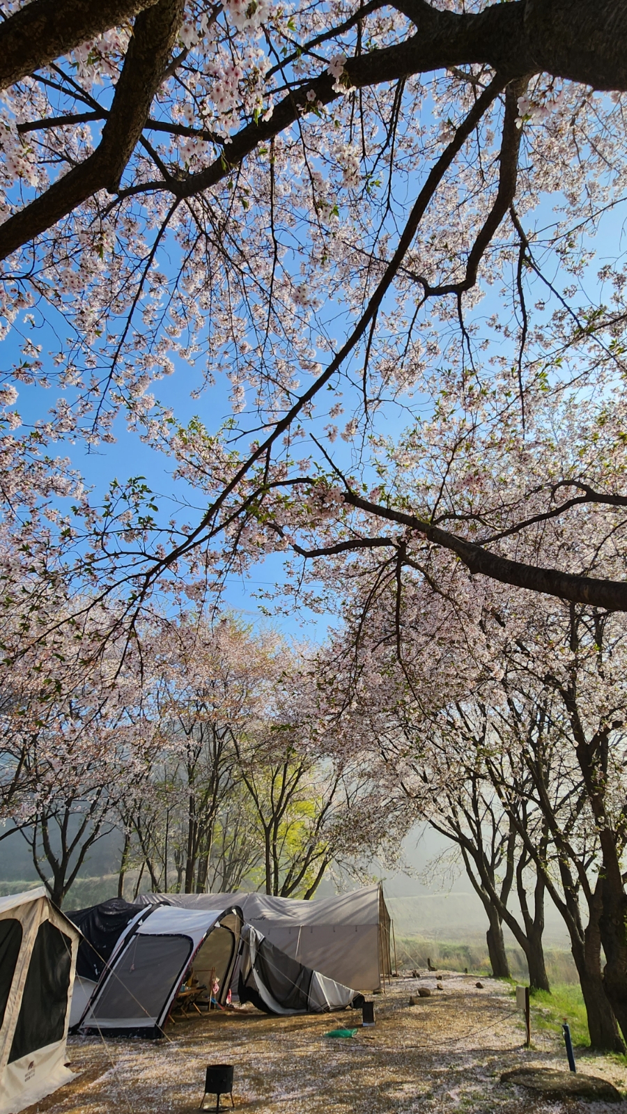 용인 반딧불 캠핑장 2