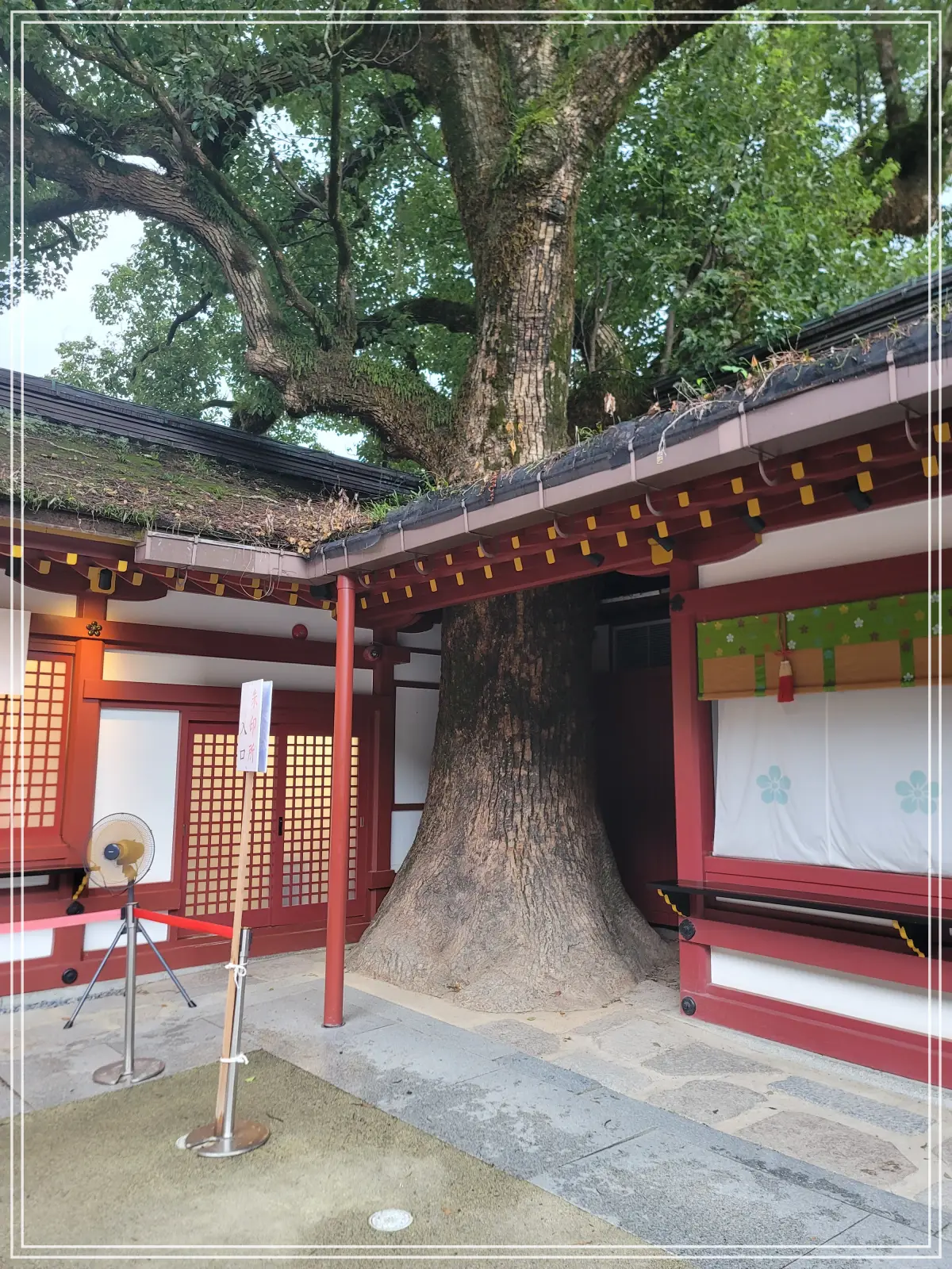 다자이후-신사-건물-나무