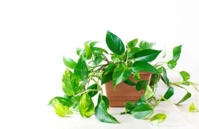 스킨답서스 분갈이 방법