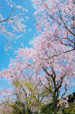 2026 벚꽃 야경 명소 완벽 가이드