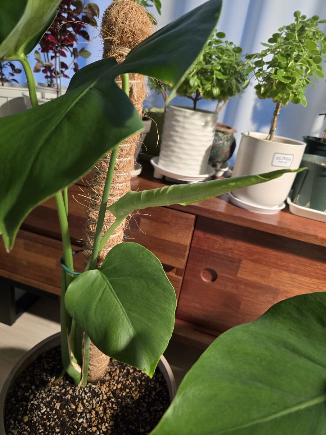 새잎들이 너무 잘나기 시작했어요.