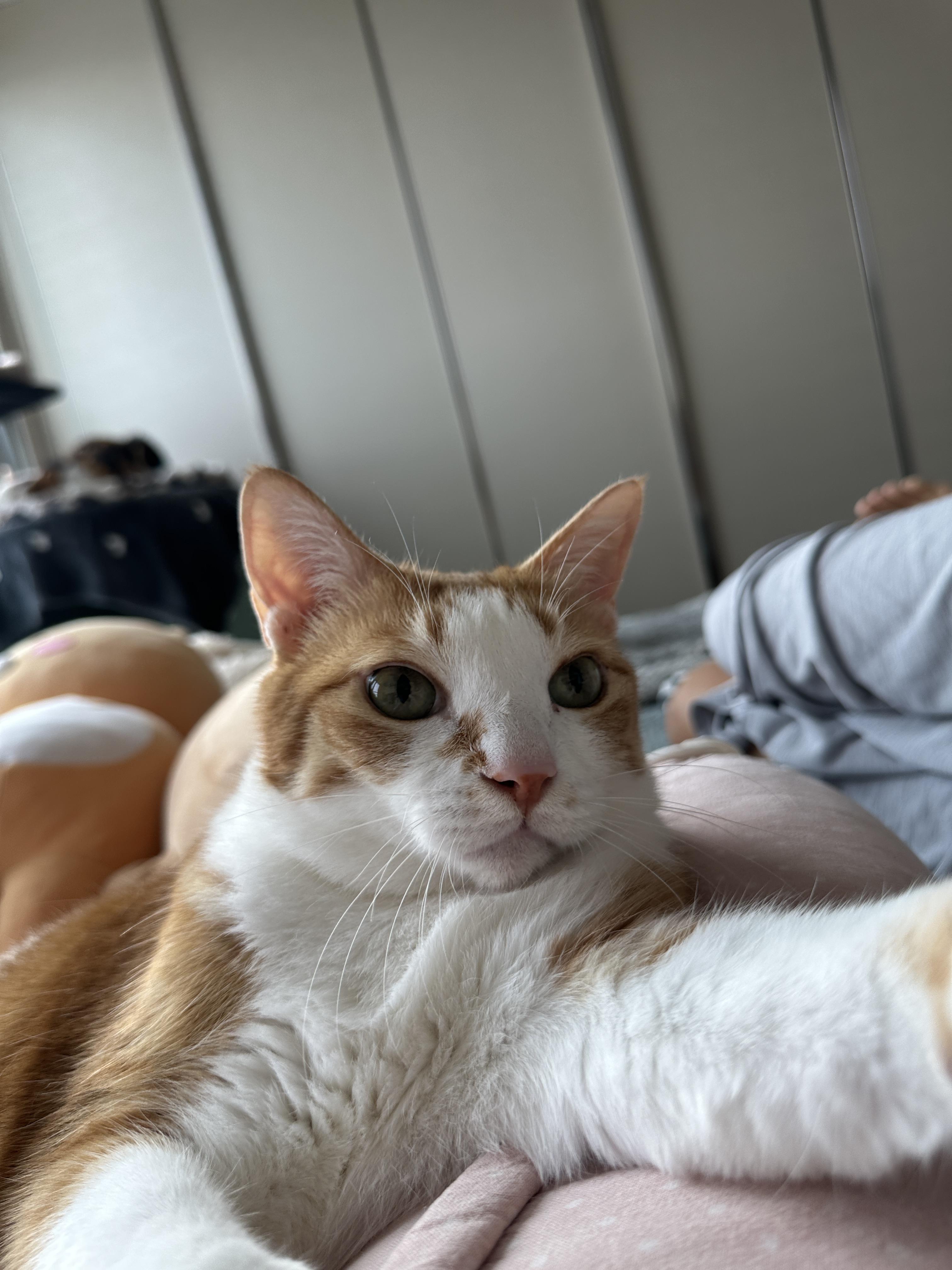 엄마_손을_향해_앞발을_뻗은_호야