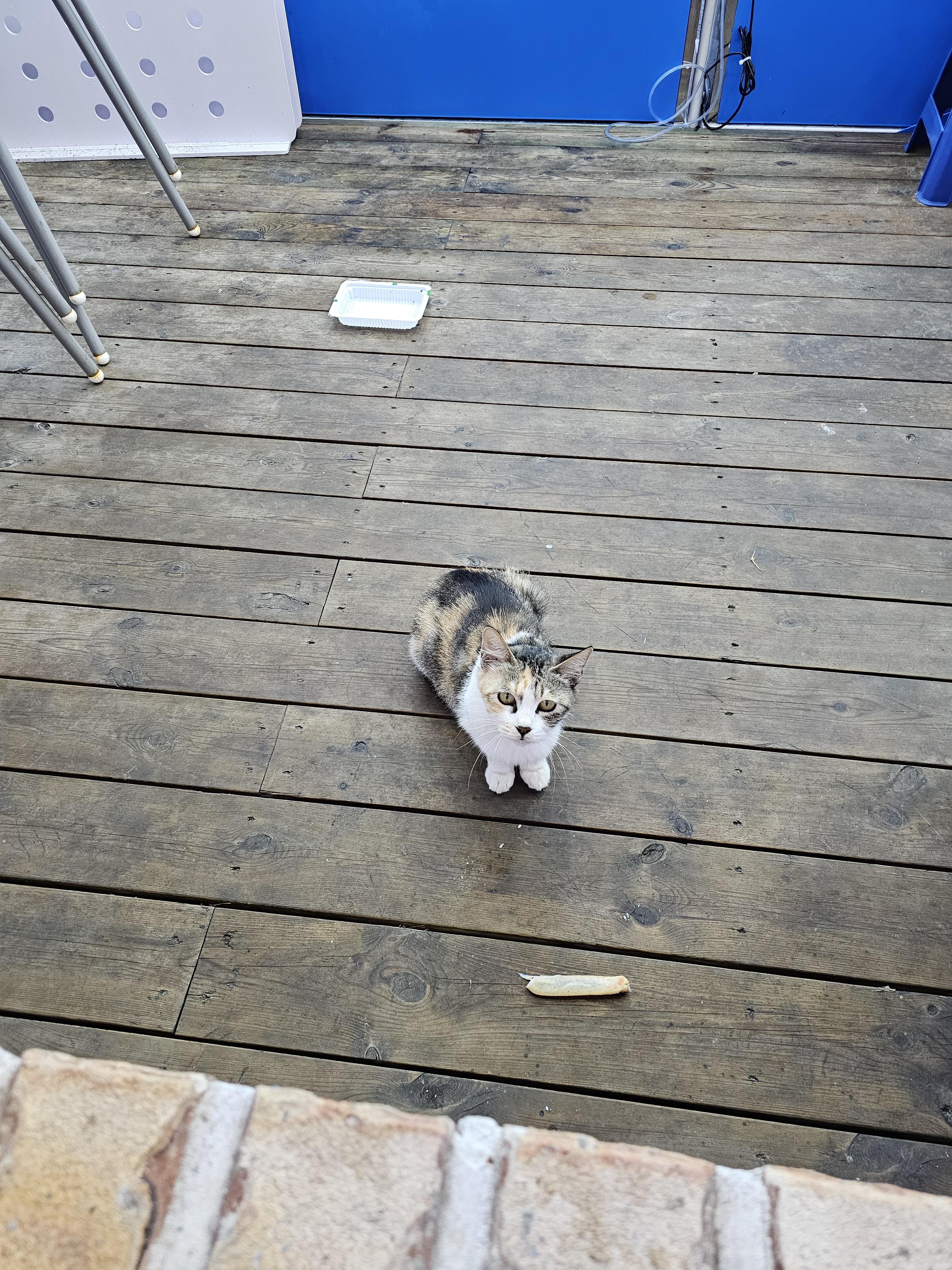 사천항 고양이
