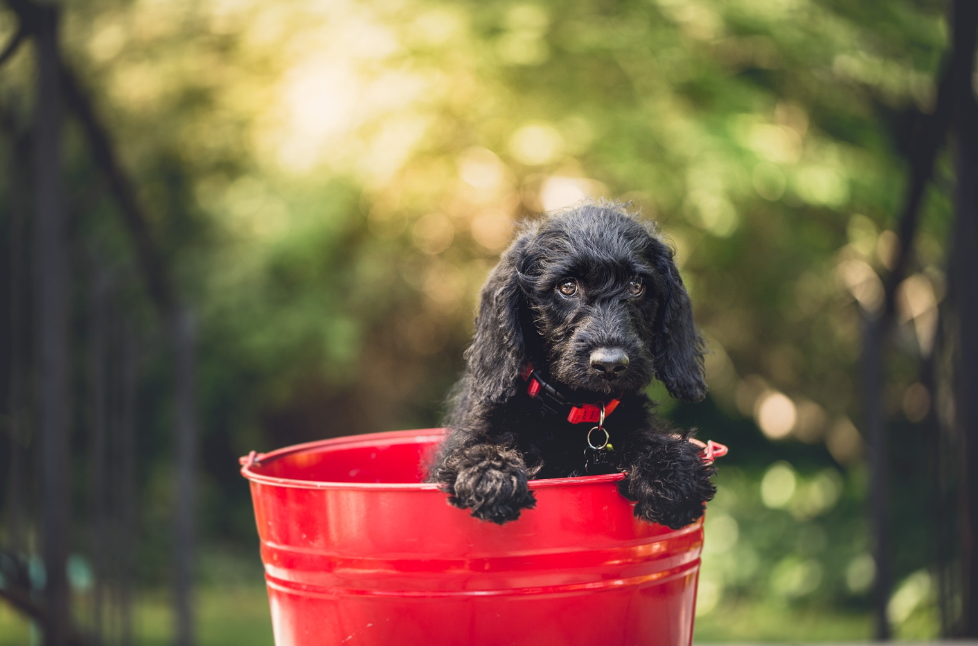 강아지 먹어도 되는 음식 33가지! 반려견 건강을 위한 식단 가이드