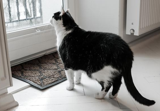 밖을 보는 고양이 입니다