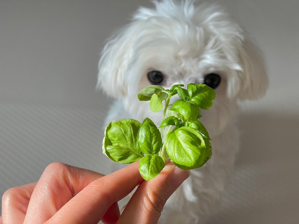 강아지가-바질을-먹고-있는-사진