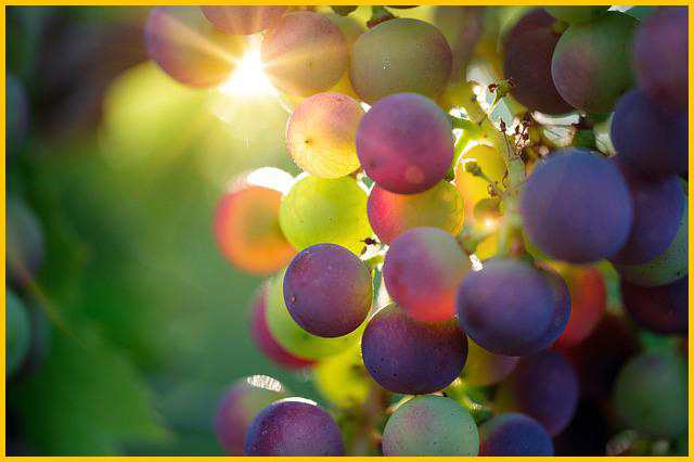 여름 제철과일 포도의 효능 5가지 알려드립니다.