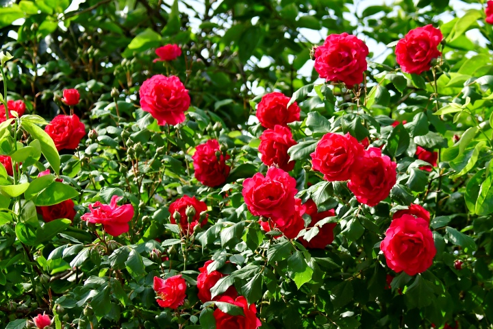 장미 (Rosa spp.)