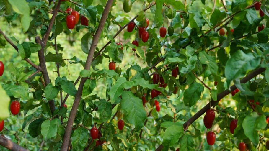 보리수 효능 10가지 및 부작용 및 주의사항