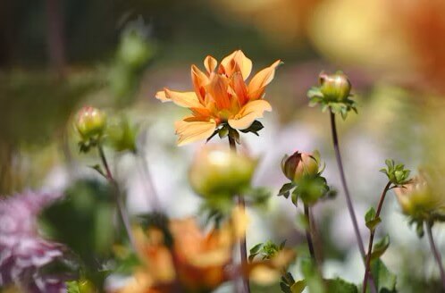 고양국제꽃박람회 2025! 일산 호수공원 개막일·입장료·주차 총정리