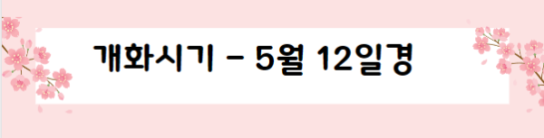 봄꽃 여행지