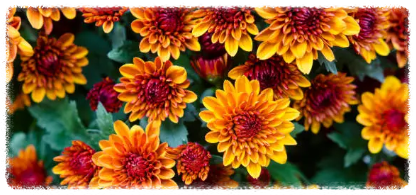 국화 키우기 그 매력 탐구