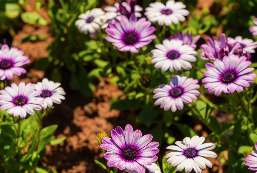 사진출처=고양국제꽃박람회 인스타그램